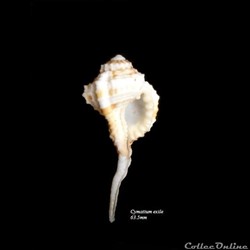 Cymatium exile 63.5mm