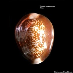 Cypraea caputserpentis 36mm
