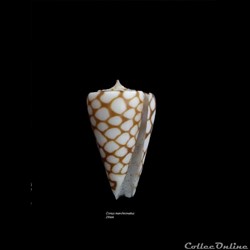 Conus marchionatus 29mm