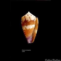 Conus circumactus 32mm