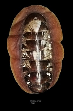 Tonicia atrata 47mm