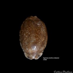 Cypraea arabica immanis 52mm