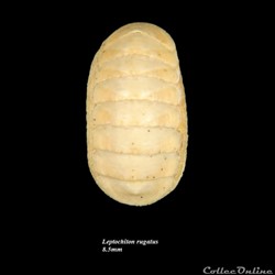 Leptochiton rugatus 8.5mm