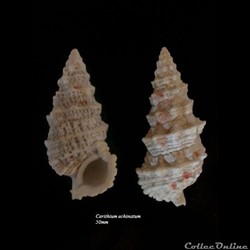Cerithium echinatum 50mm
