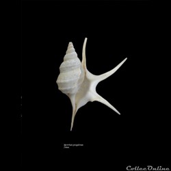 Aporrhaïs pesgallinae 34mm