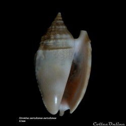 Strombus aurisdianae aurisdianae 61mm