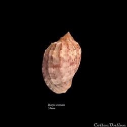 Harpa crenata 54mm