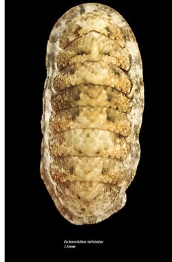 Ischnochiton striolatus 15mm