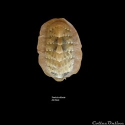 Tonicia dilecta 26.9mm