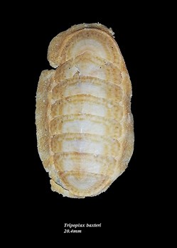 Tripoplax baxteri 20.4mm