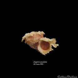 Angaria acuelata 38.5mm WO