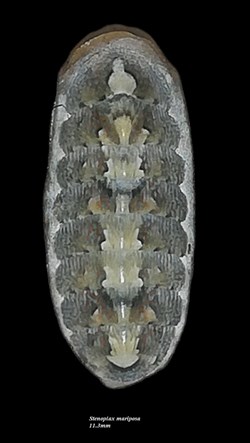 Stenoplax mariposa 11.3mm