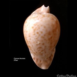 Cypraea hesitata 95mm