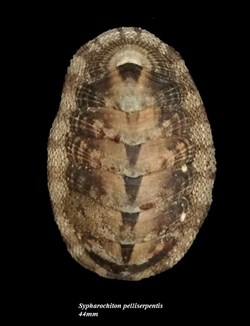 Sypharochiton pelliserpentis 44mm