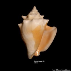 Strombus pugilis 73mm