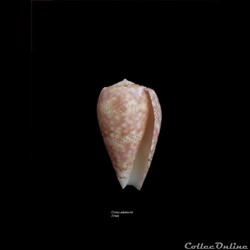 Conus adamsoni 33mm