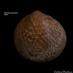 Glycymeris glycymeris 66mm