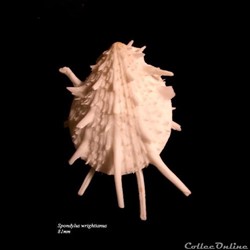 Spondylus wrightianus 81mm