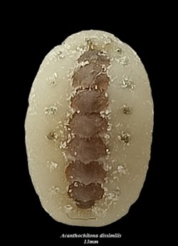 Acanthochitona dissimilis 13mm