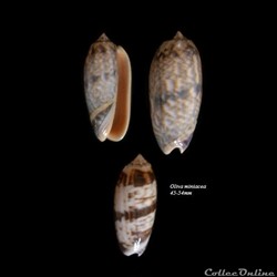 Oliva miniacea 45-54mm