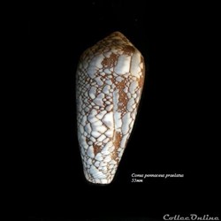 Conus pennaceus praelatus 55mm