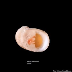 Nerita peloronta 28mm