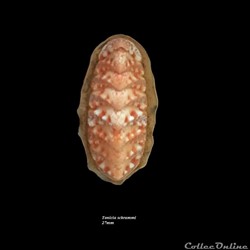 Tonicia schrammi 27mm
