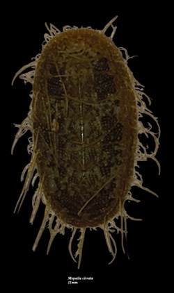Mopalia cirrata 11mm