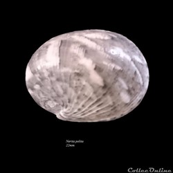 Nerita polita 22mm