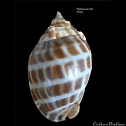 Phalium areola 77mm