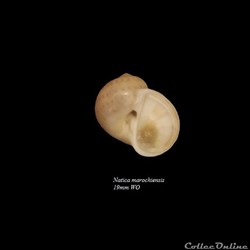 Natica marochiensis 19mm WO