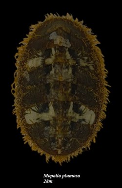 Mopalia plumosa 28mm