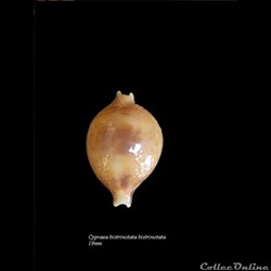 Cypraea bistrinotata bistrinotata 19mm
