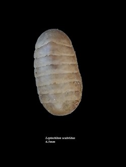 Leptochiton scabridus 6.5mm