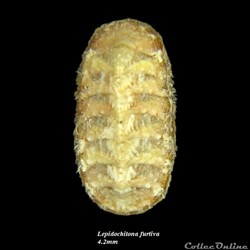 Lepidochitona furtiva 4.2mm