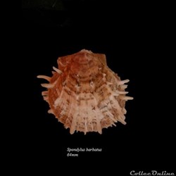 Spondylus barbatus 64mm