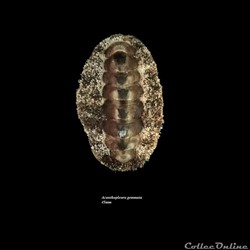 Acanthopleura gemmata 45mm