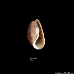 Bulla striata 27mm
