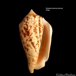 Strombus decorus decorus 62mm