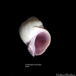 Coralliophila neritoidea 24mm