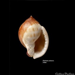 Phalium saburon 59mm