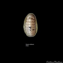 Tonicia chilensis 33mm