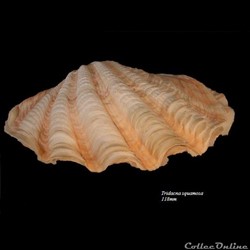 Tridacna squamosa 118mm