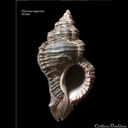 Chicoreus capucinus 60.4mm