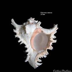 Chicoreus ramosus 197mm