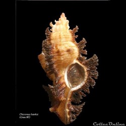 Chicoreus banksi 62mm WO