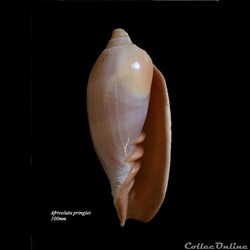 Afrivoluta pringlei 100mm