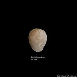 Triviella neglecta 19.5mm
