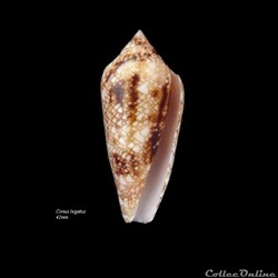 Conus legatus 42mm