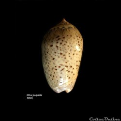 Oliva polpasta 40mm
